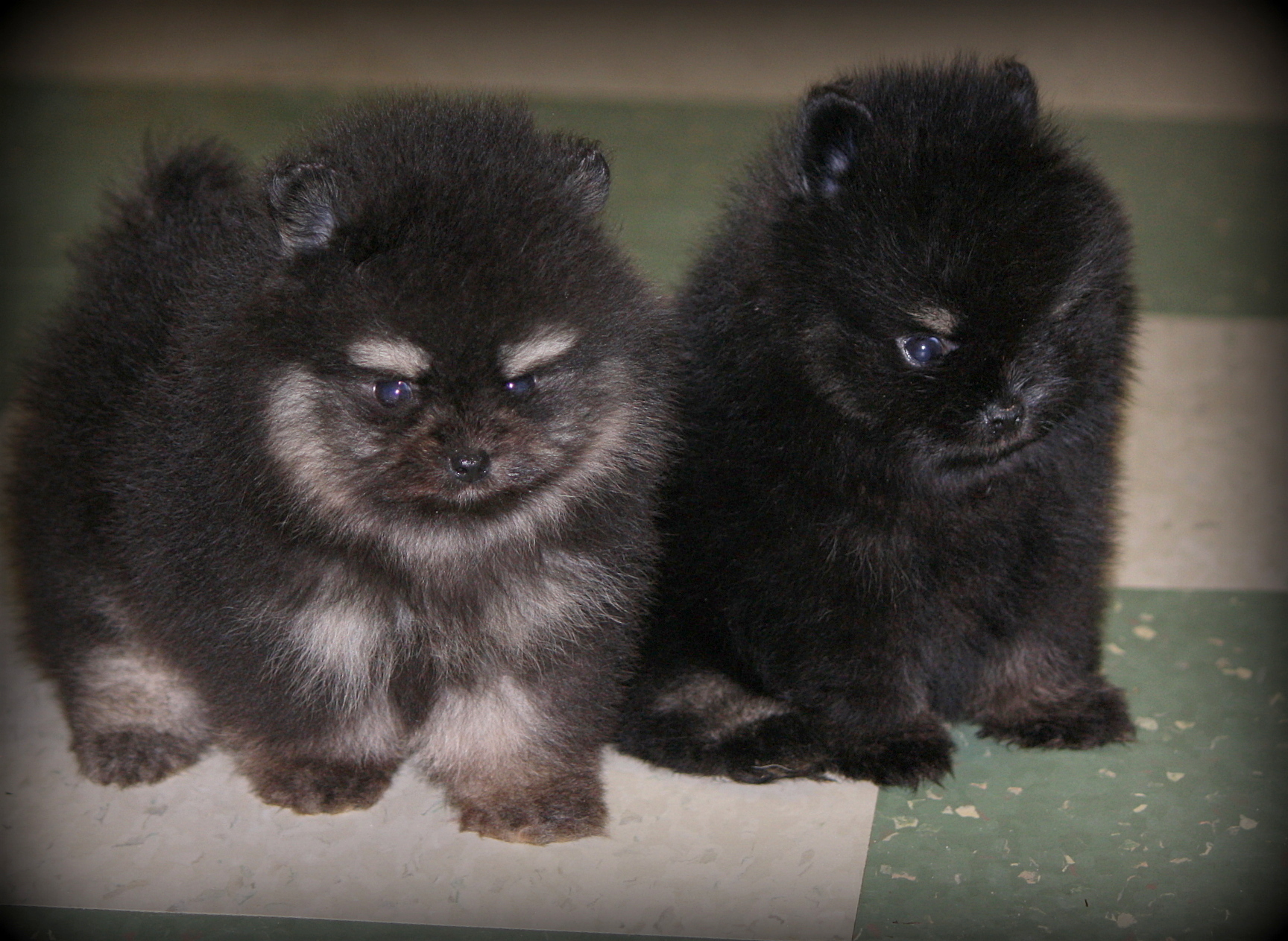 bear face poms